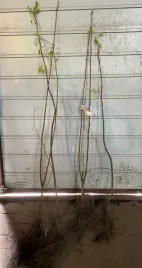 jarzebina-jarzab-pospolity-sorbus-aucuparia-50-80cm