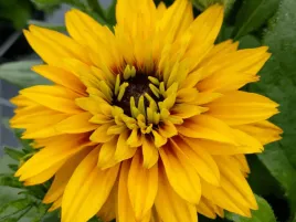rudbekia-flamenco-yellow-zolte-kwiaty-do-ogrodu-sadzonka-p9