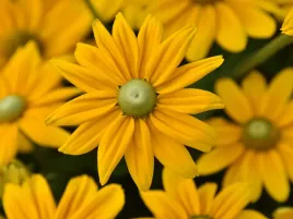 rudbekia-smiley-z-passion-zolte-kwiaty-byliny-sadzonka-p9