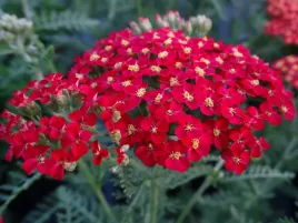 krwawnik-czerwony-paprika-ozdobna-bylina-do-ogrodu-sadzonka-p9