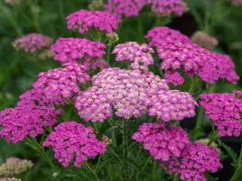 krwawnik-pretty-belinda-rozowe-kwiaty-sadzonka-p9