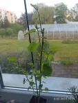 Zdjęcie produktu od kupującego