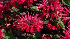 pysznoglowka-ogrodowa-bee-happy-monarda-hybrida
