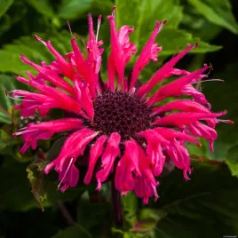 pysznoglowka-ogrodowa-bee-merry-monarda-hybrida