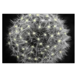 fototapety-152x104-dmuchawiec-kwiat-kwiatki