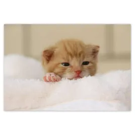 fototapety-152x104-mily-kotek