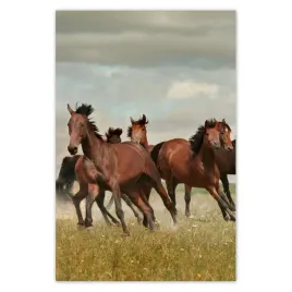 fototapety-122x184-kon-konie-jezdziectwo