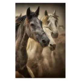 fototapety-169x254-dzikie-konie-koniki-galop
