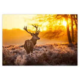 fototapety-152x104-jelen-o-wschodzie-slonca