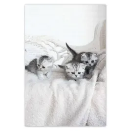 fototapety-122x184-kotek-kotki-koty-kicia