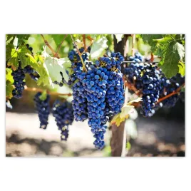 fototapety-152x104-wino-winogrona-winnica