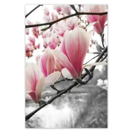 fototapety-169x254-magnolia-kwiatki-kwiaty