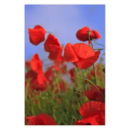 fototapety-169x254-maki-na-tle-nieba