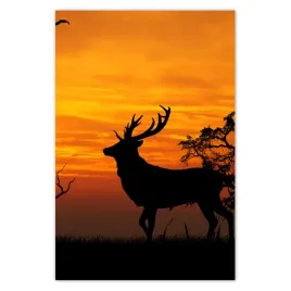 fototapety-169x254-jelen