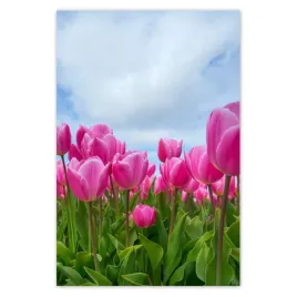 fototapety-122x184-tulipany-kwiaty-kwiatki