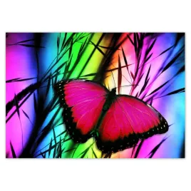 fototapety-312x219-motyl