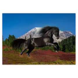 fototapety-208x146-ogier-fryzyjski-kon-konie