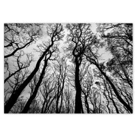 fototapety-208x146-las-drzewa-widok-z-dolu