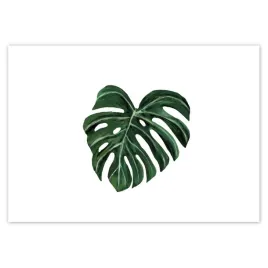 fototapety-208x146-monstera-deliciosa-lisc