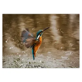 fototapety-208x146-ptaszek-pijacy-wode-ptak