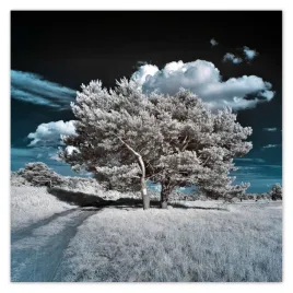 fototapety-208x208-drzewko