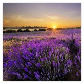 fototapety-208x208-lawendowy-pejzaz-slonce