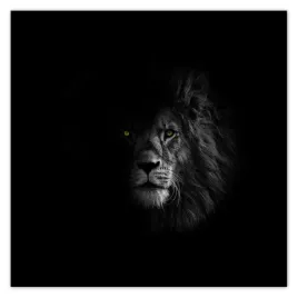 fototapety-312x312-lew-w-cieniu-krol