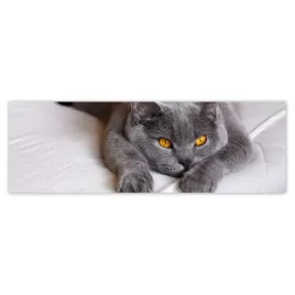 fototapety-200x66-kot-kotek-koty-kicia