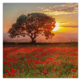 fototapety-208x208-maki-na-polu-pejzaz