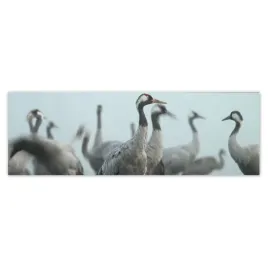 fototapety-200x66-zurawie-we-mgle-mgla