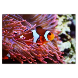 fototapety-200x135-pomaranczowa-rybka-rafa
