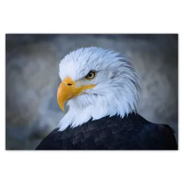 fototapety-200x135-orzel-orli-wzrok-dziub