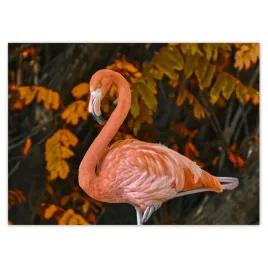 fototapety-254x184-pelikan-w-naturze