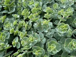 rozchodnik-siebolda-sadzonka-p9-plozacy-na-skalniaki-odporny-na-susze