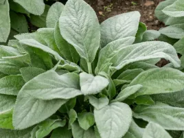 czysciec-welnisty-helene-von-stein-sadzonka-p9-miekkie-liscie