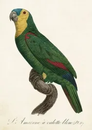 karnet-st452-b6-koperta-papuga