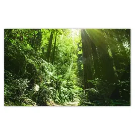 fototapety-520x318-magiczny-las-krajobraz