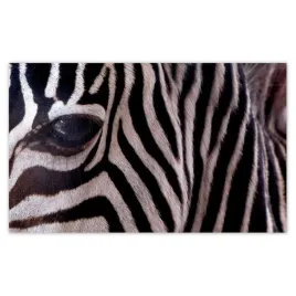fototapety-520x318-makro-fotografia-zebra