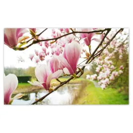 fototapety-520x318-magnolie-w-poznaniu-kwiat