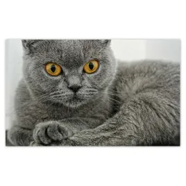 fototapety-520x318-kot-brytyjski-krotkowlosy