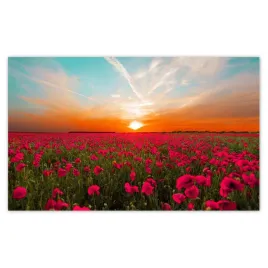 fototapety-520x318-rozowe-maki-zachod-slonca