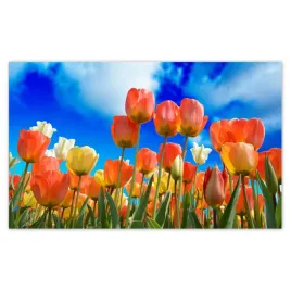 fototapety-520x318-kolorowe-tulipany-kwiaty