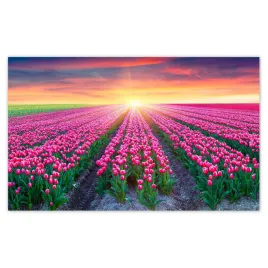 fototapety-520x318-morze-tulipanow-kwiaty