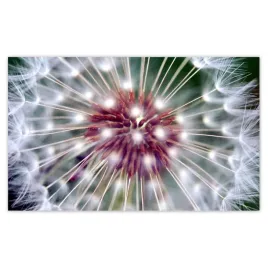 fototapety-520x318-dmuchawiec-kwiat-kwiatki
