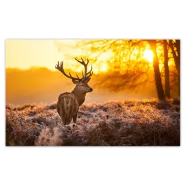 fototapety-520x318-jelen-o-wschodzie-slonca