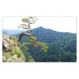 fototapety-520x318-samotne-drzewo