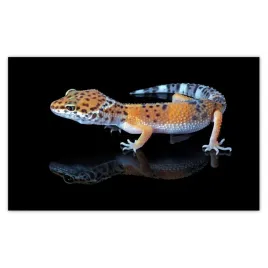 fototapety-520x318-gekon-lamparci-gady