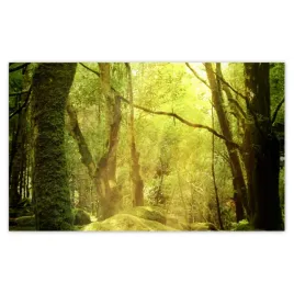 fototapety-520x318-magiczny-las-krajobraz