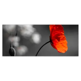 fototapety-250x104-rozkwitniety-czerwony-mak