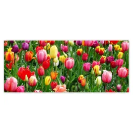 fototapety-250x104-kolorowe-tulipany-na-lace